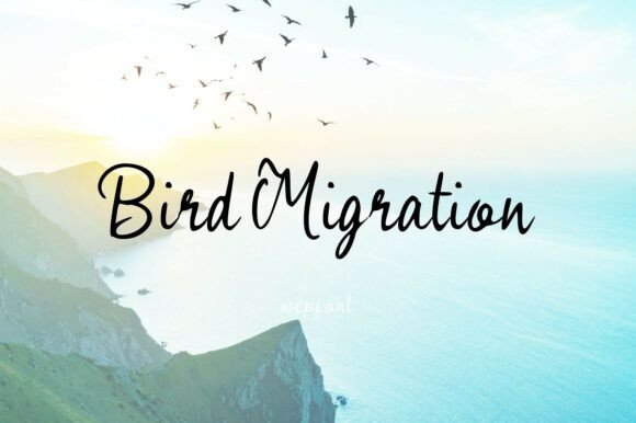 Bird Migration: A Typeface for Soaring Designs